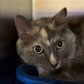 Stray-8/4/2026 -  Domestic Medium Hair Cat for Adoption in Keizer, Oregon - Stray-8/4/2026 | PetCurious