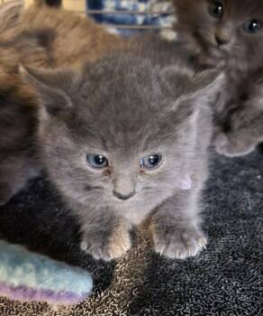 Domestic Long Hair Cats Available for Adoption in Palmer, Alaska - Rocky Road | PetCurious
