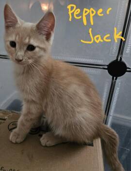 Pepper Jack -  Domestic Short Hair Cat for Adoption in Albuquerque, New Mexico - Pepper Jack | PetCurious