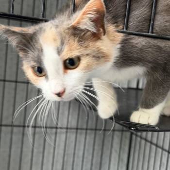 Domestic Short Hair Cats Available for Adoption in Kyle, Texas - PEEP | PetCurious