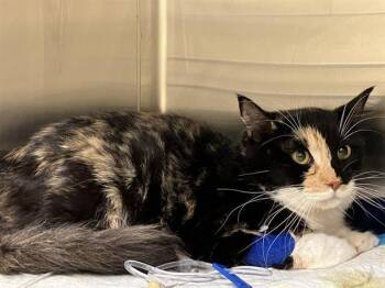 Domestic Short Hair Cats Available for Adoption in Tustin, California - A1962384 | PetCurious