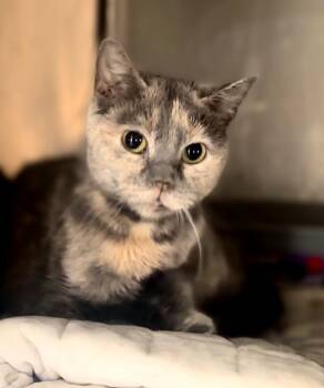 Domestic Short Hair Cats Available for Adoption in Phoenix, Arizona - Samira | PetCurious