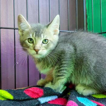 Girlboss -  Domestic Short Hair Cat for Adoption in San Diego, California - Girlboss | PetCurious