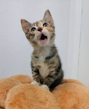 Rescue Domestic Short Hair Cats for Adoption in Corpus Christi, Texas - Frieda | PetCurious