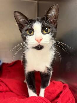 Marsh -  Domestic Short Hair Cat for Adoption in Ocala, Florida - Marsh | PetCurious