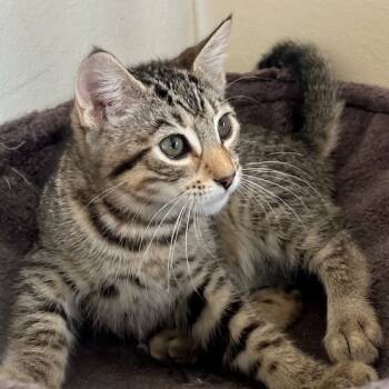 Rescue Domestic Short Hair Cats for Adoption in Pleasanton, California - Colt | PetCurious