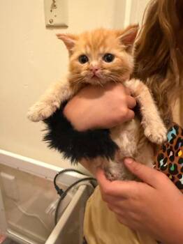 Cheeto -  Domestic Short Hair Cat for Adoption in Millcreek, Utah - Cheeto | PetCurious