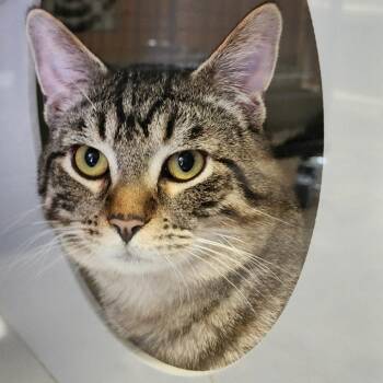 Pretty Boy -  Domestic Short Hair Cat for Adoption in Columbus, North Carolina - Pretty Boy | PetCurious