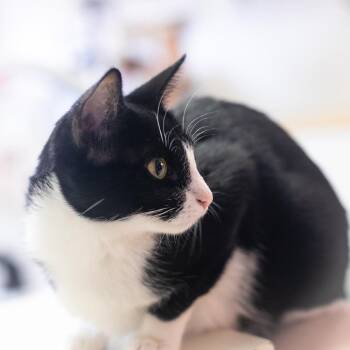 Domestic Short Hair Cats Available for Adoption in St. Augustine, Florida - Marnie | PetCurious