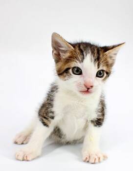 Flash -  Domestic Short Hair Cat for Adoption in Morton Grove, Illinois - Flash | PetCurious