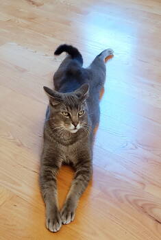 Rescue Domestic Short Hair and Tabby Cats for Adoption in Hillsboro, Oregon - OLIVER #1681 - Offered By Owner | PetCurious