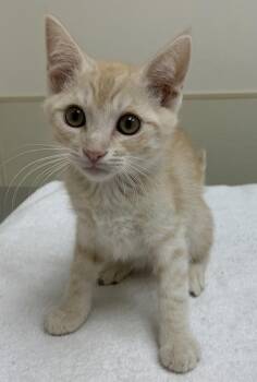 Phin -  Domestic Short Hair Cat for Adoption in Santa Rosa, California - Phin | PetCurious