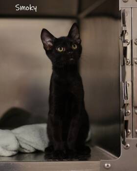 Smoky -  Domestic Short Hair Cat for Adoption in Watkinsville, Georgia - Smoky | PetCurious