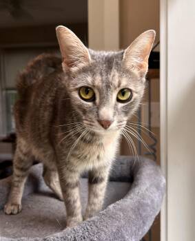 Domestic Short Hair Cats Available for Adoption in Hershey, Pennsylvania - Thin Lizzy | PetCurious