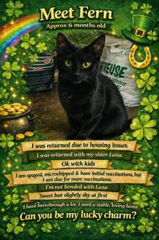 Domestic Short Hair Cats Available for Adoption - FERN (Available At PetSmart Northwest Reno-Mae Anne) | PetCurious