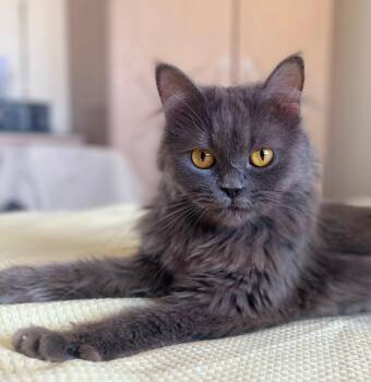 Amber -  Maine Coon Cat for Adoption in Brampton, Ontario - Amber | PetCurious