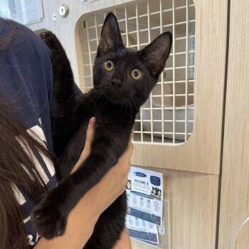 Stella (James kitten 1) -  Domestic Short Hair Cat for Adoption in Westport, Connecticut - Stella (James Kitten 1) | PetCurious