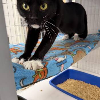 Jan -  Domestic Medium Hair Cat for Adoption in Senatobia, Mississippi - Jan | PetCurious