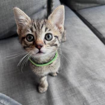 Hershey -  Domestic Short Hair Cat for Adoption in Fairfax Station, Virginia - Hershey | PetCurious