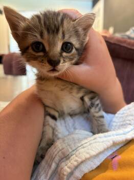 Poppy -  Domestic Short Hair Cat for Adoption in Tracy, California - Poppy | PetCurious