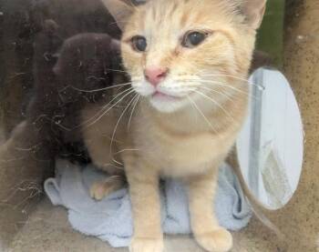 LUDIE -  Domestic Short Hair Cat for Adoption in Kent, Washington - LUDIE | PetCurious