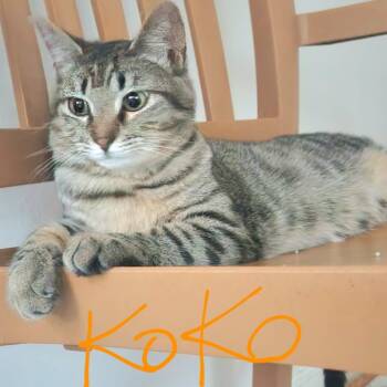 Rescue Tabby Cats for Adoption - Koko | PetCurious
