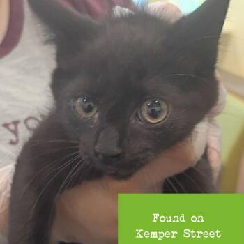 Cosmo -  Domestic Short Hair Cat for Adoption in Lynchburg, Virginia - Cosmo | PetCurious