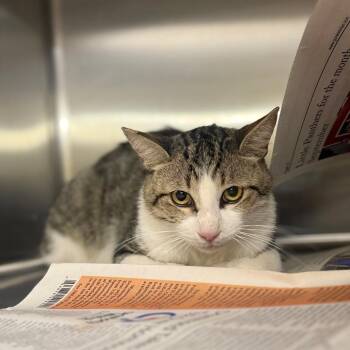 Willie -  Domestic Short Hair Cat for Adoption in Pauls Valley, Oklahoma - Willie | PetCurious