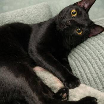 Pinky Adams -  Domestic Short Hair Cat for Adoption in Tampa, Florida - Pinky Adams | PetCurious