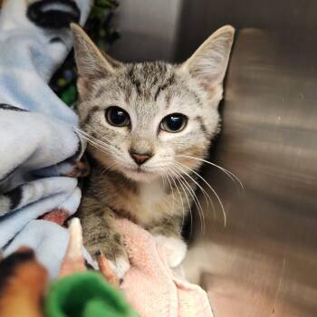 Ghost -  Domestic Short Hair Cat for Adoption in Fort Wayne, Indiana - Ghost | PetCurious