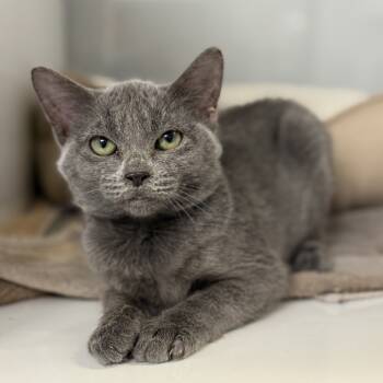 Rescue Domestic Short Hair Cats for Adoption in Ridgely, Maryland - Maarva | PetCurious