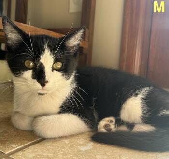 Izumo -  Domestic Short Hair Cat for Adoption in Colorado Springs, Colorado - Izumo | PetCurious