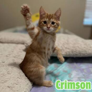 Rescue Domestic Short Hair Cats for Adoption in Riverview, Florida - Crimson *Orange Tabby GIRLIE* | PetCurious