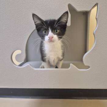 Garrus -  Domestic Short Hair Cat for Adoption in Schertz, Texas - Garrus | PetCurious