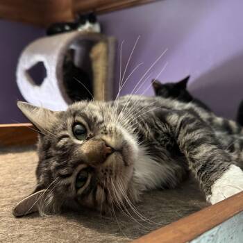 Rescue Domestic Medium Hair Cats for Adoption in Davie, Florida - Benji | PetCurious