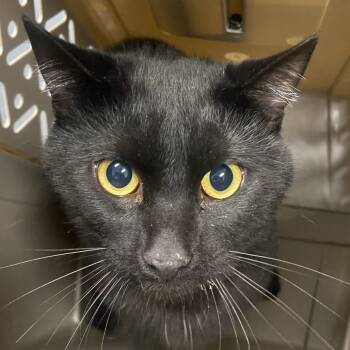 Rescue Domestic Short Hair Cats for Adoption in Allentown, Pennsylvania - Yuri | PetCurious