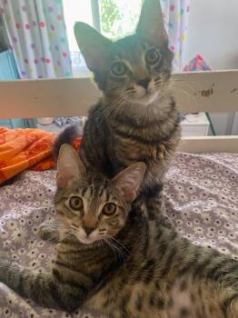 Shoya -  Domestic Short Hair and Tabby Cat for Adoption in Pompano Beach, Florida - Shoya | PetCurious