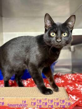 Domestic Short Hair Cats Available for Adoption - Pingu | PetCurious