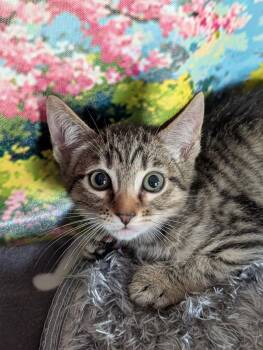 Leonardo -  Domestic Short Hair and Tabby Cat for Adoption in Fremont, California - Leonardo | PetCurious