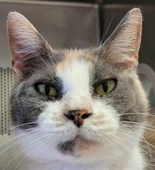 Emmylou -  Domestic Short Hair Cat for Adoption in Eugene, Oregon - Emmylou | PetCurious
