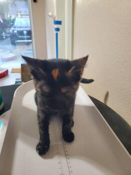 Diamond -  Domestic Short Hair Cat for Adoption in Oviedo, Florida - Diamond | PetCurious