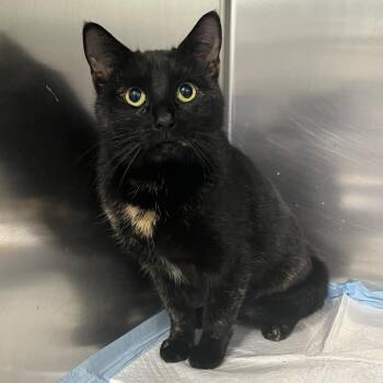 Domestic Short Hair Cats Available for Adoption - Bad Bunny | PetCurious