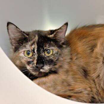 Liu (and Sindel) -  Domestic Short Hair Cat Available for Adoption in Seattle, Washington - Liu (and Sindel) | PetCurious