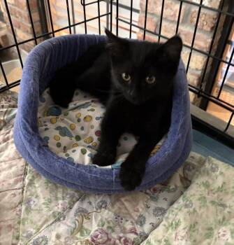 Love Bug P. -  Domestic Short Hair and Tortoiseshell Cat for Adoption in Frisco, Texas - Love Bug P. | PetCurious