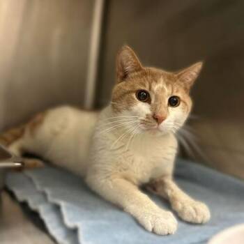 Domestic Short Hair Cats Available for Adoption in Davenport, Iowa - Wink | PetCurious