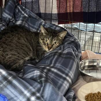 Daphne -  Domestic Short Hair Cat for Adoption in Fairmont, West Virginia - Daphne | PetCurious