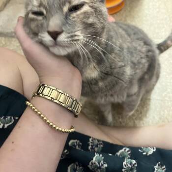 Sonny -  Domestic Short Hair Cat for Adoption in Worcester, Massachusetts - Sonny | PetCurious