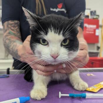 Domestic Short Hair Cats Available for Adoption in Indianapolis, Indiana - Lady | PetCurious