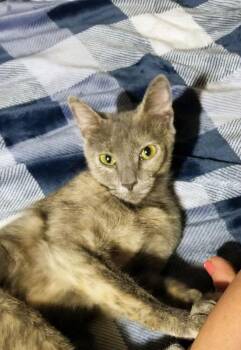 Freya -  Domestic Short Hair Cat for Adoption in Aurora, Indiana - Freya | PetCurious