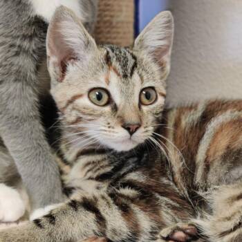 Celia -  Domestic Short Hair Cat for Adoption in Eastsound, Washington - Celia | PetCurious